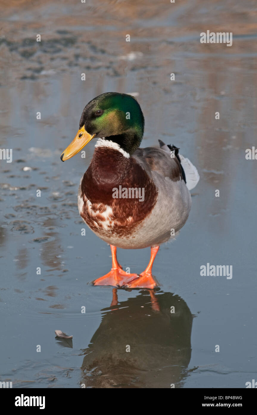 Mallard Duck: Anas platyrhynchos. Male walking on icy pond. Surrey, England, January. Stock Photo