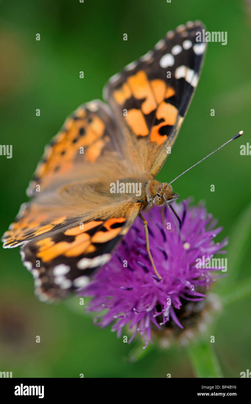 Painted Lady butterfly: Vanessa cardui. Feeding on Knapweed Stock Photo