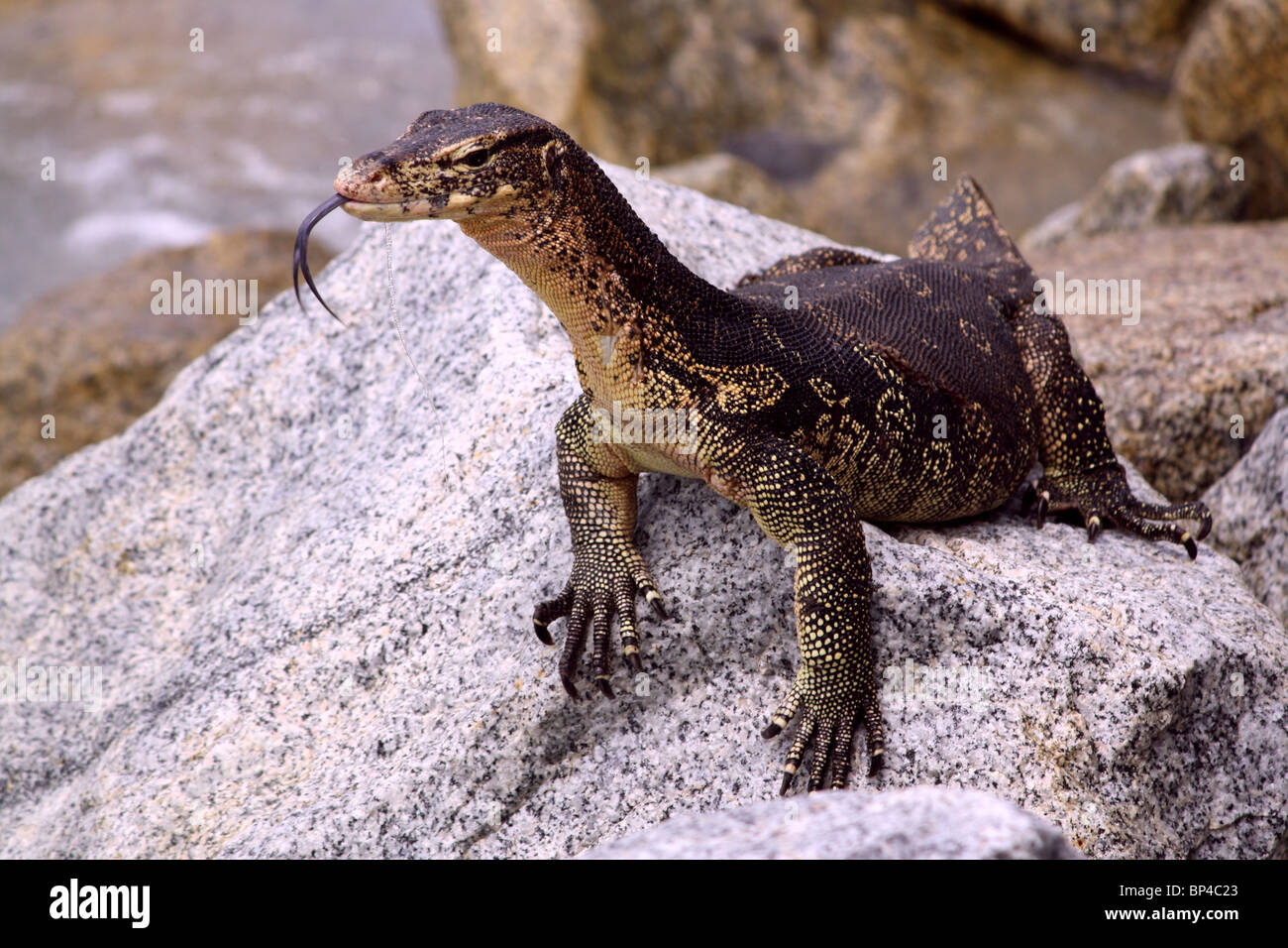 Large Asian Monitor Lizard on rocks with tongue out Stock Photo