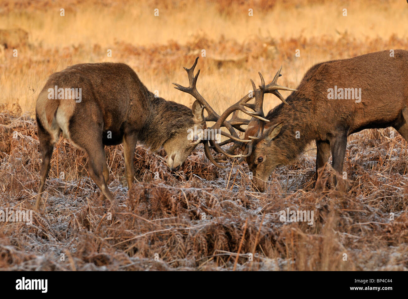 Red Deer: Cervus elaphus. Young stags sparring. Richmond Park, Surrey, England Stock Photo