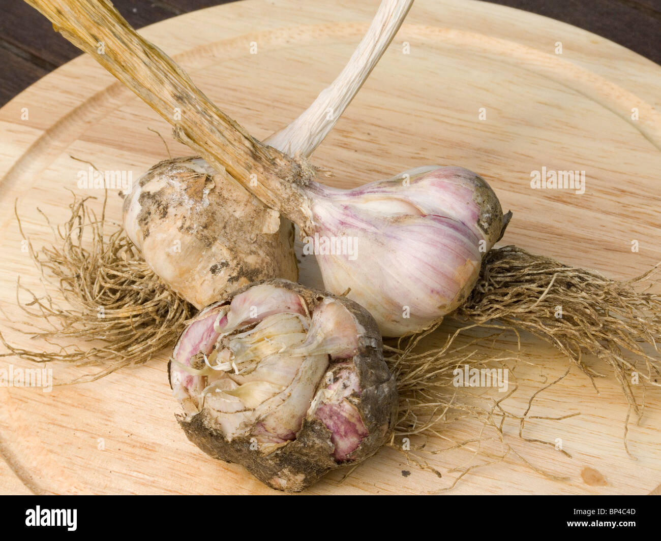 Garlic bulbs showing roots hires stock photography and images Alamy