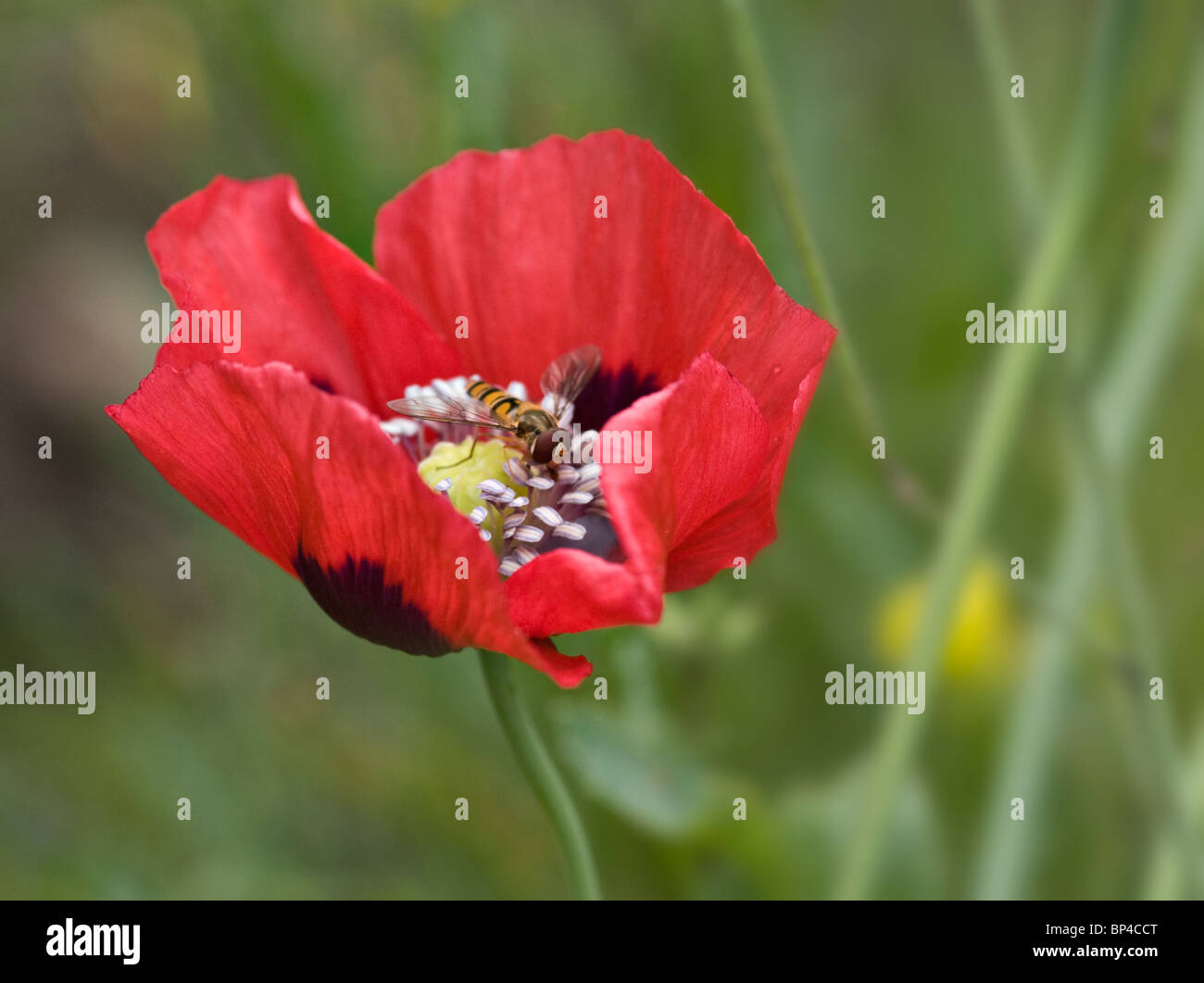 Hoverfly on a garden poppy. Stock Photo