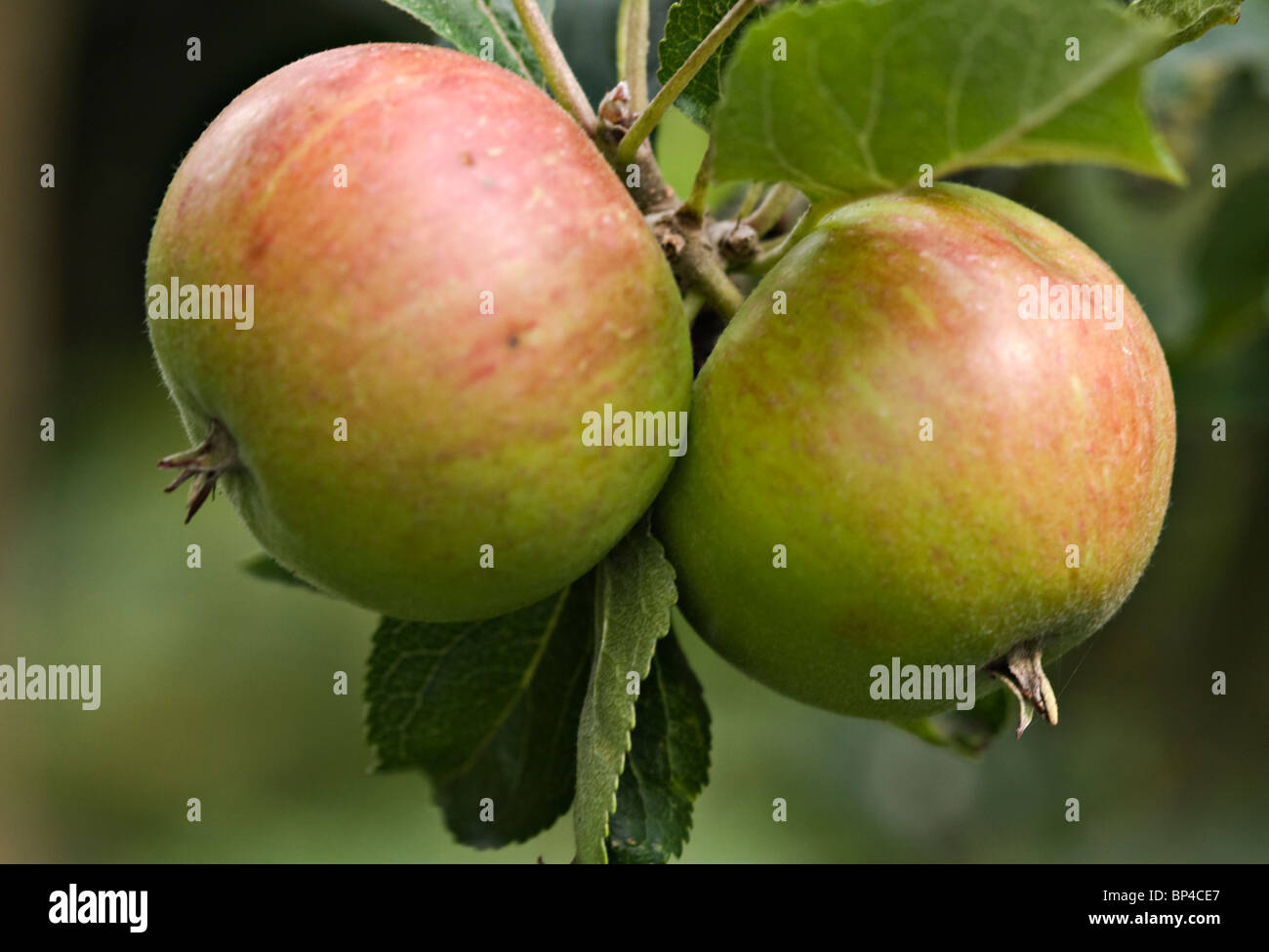 apples growing on a garden apple tree Stock Photo