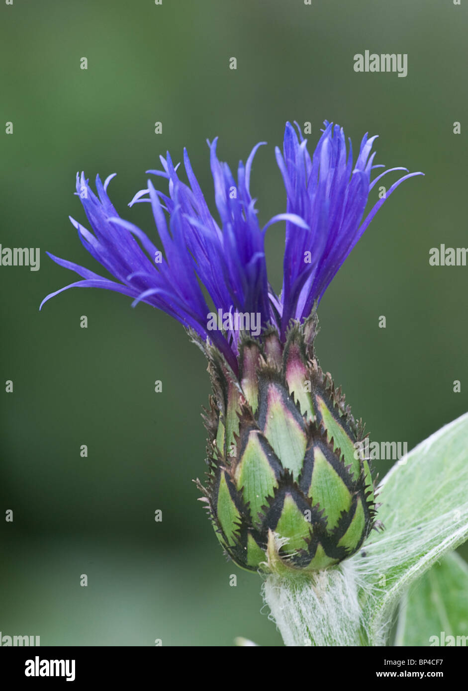 perennial cornflower Centaurea montana Stock Photo