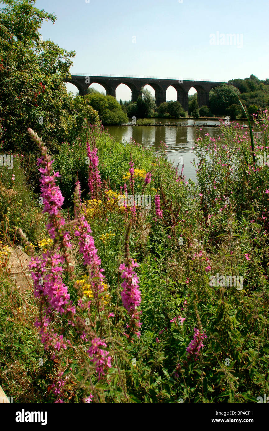 UK, England, Cheshire, Stockport, Reddish Vale, Country Park, flower-filled banks of reservoir below railway viaduct Stock Photo