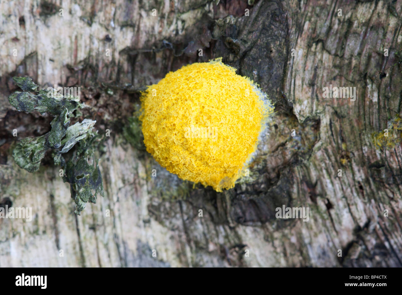 Dog Vomit Slime Mold (Srambled Egg Slime) (Troll's Butter) Fuligo septica growing on a Silver Birch log Stock Photo