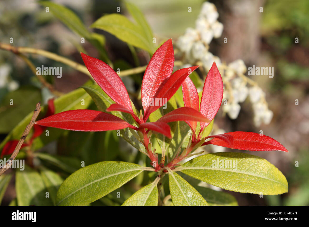 Garden Musings Sweet Smell Of Spring