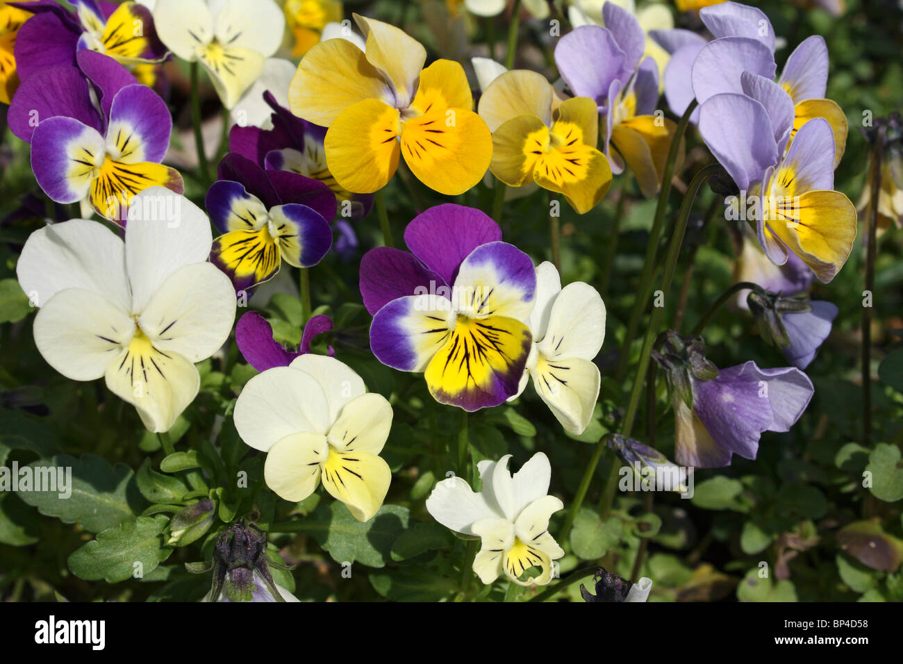 Viola plant seed hires stock photography and images Alamy