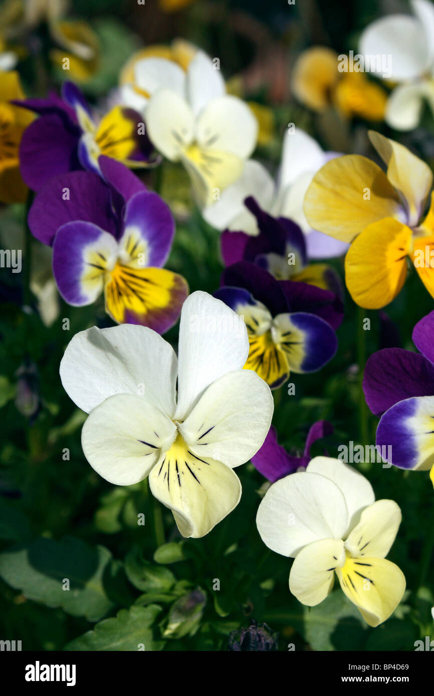 Multi coloured viola flowers, potted bedding plants in a garden in