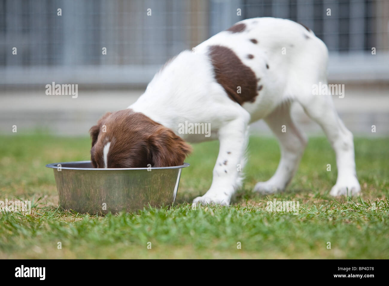A liver and white English Springer Spaniel puppy eating dog food from a metal dog bowl placed outside in a garden on grass Stock Photo