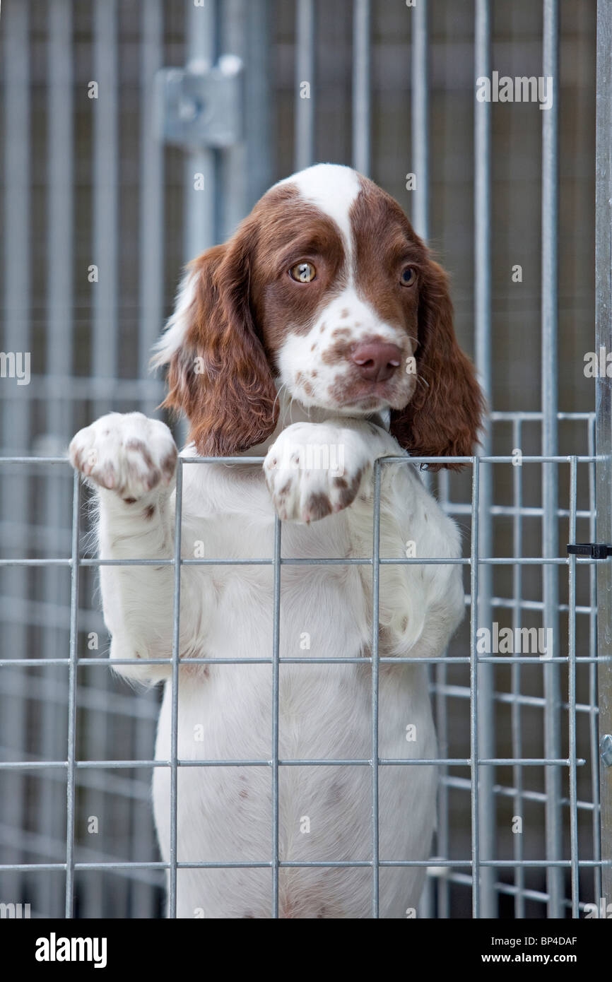 A liver and white English Springer Spaniel puppy looking over the top of a wire fence kennel with its paws resting on the top Stock Photo