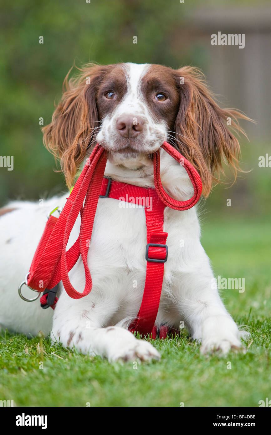 A liver and white English Springer Spaniel working dog laying outside on grass wearing a red chest harness Stock Photo