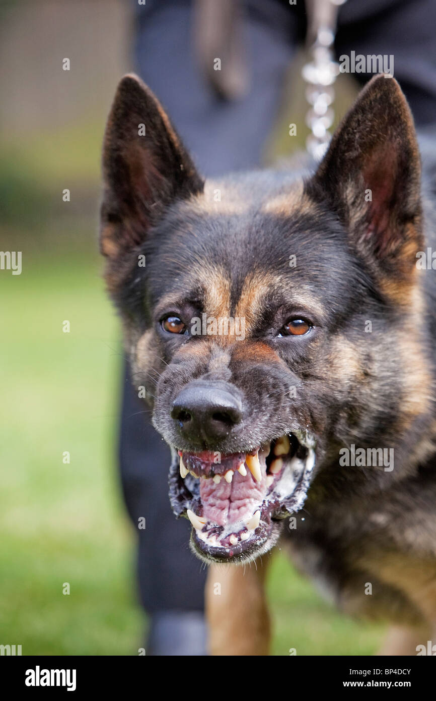 A former prison service German Shepherd working dog showing aggressive behaviour Stock Photo
