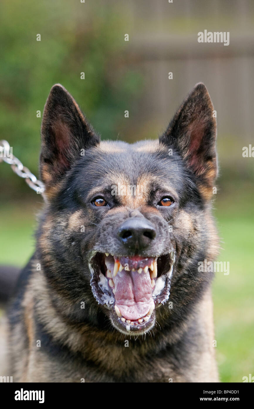 are german shepherd dogs aggressive