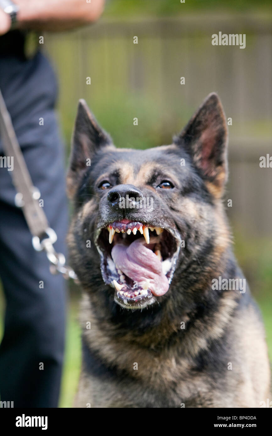A former prison service German Shepherd working dog showing aggressive behaviour Stock Photo