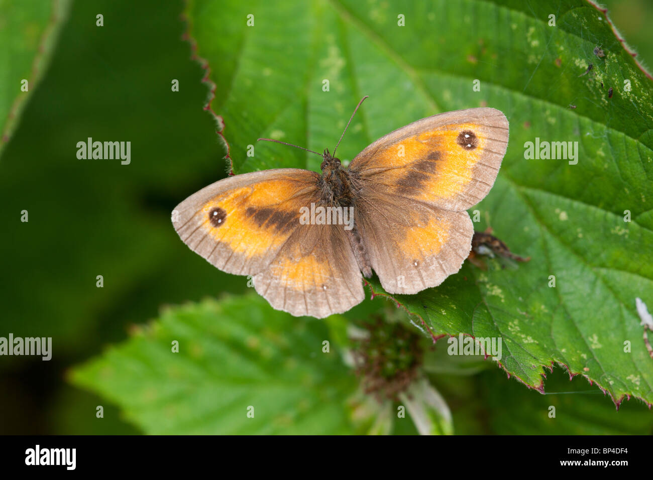 Gatekeeper Pyronia tithonus adult male butterfly at rest on a Bramble ...