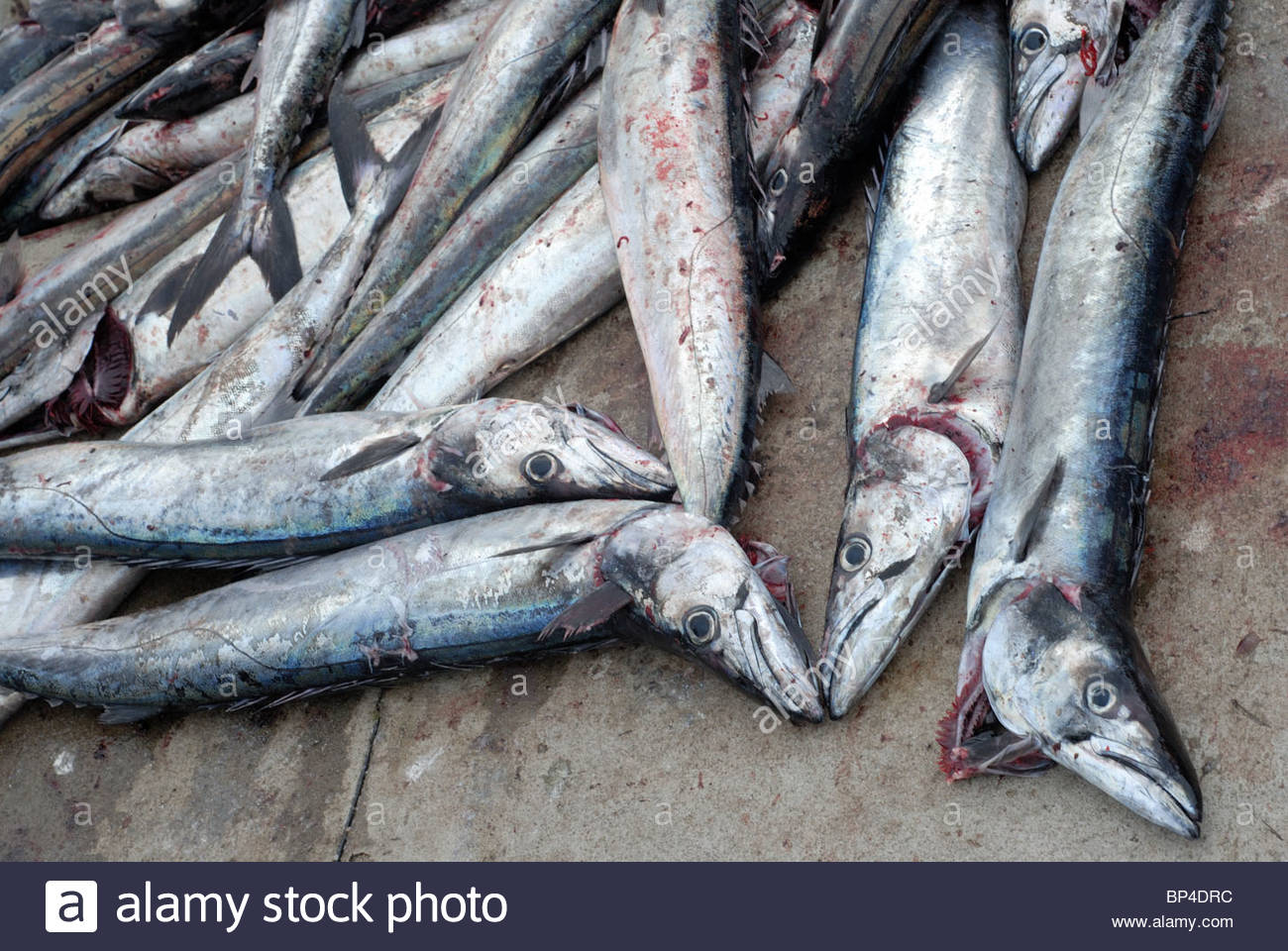 Snoek Stock Photos & Snoek Stock Images Alamy