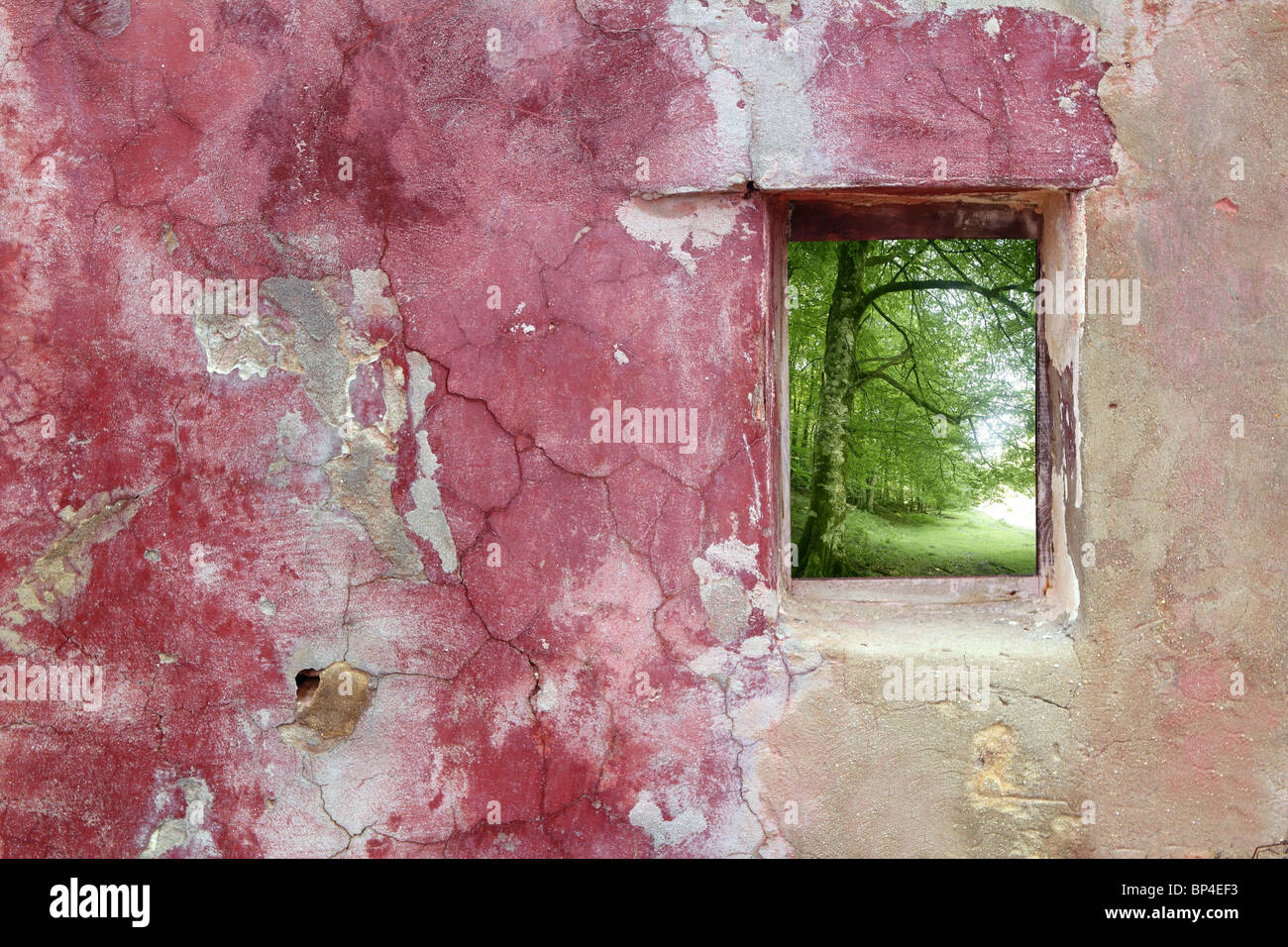 aged weathered pink grunge wall wood window view beech forest Stock Photo