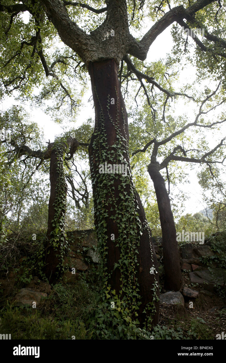 Cork trees forest in Espadan Castellon Spain, background Stock Photo