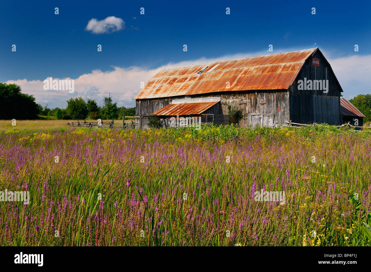 Old rusted barn and purple loosestrife Lythrum salicaria in the country near Brooke Ontario Canada Stock Photo