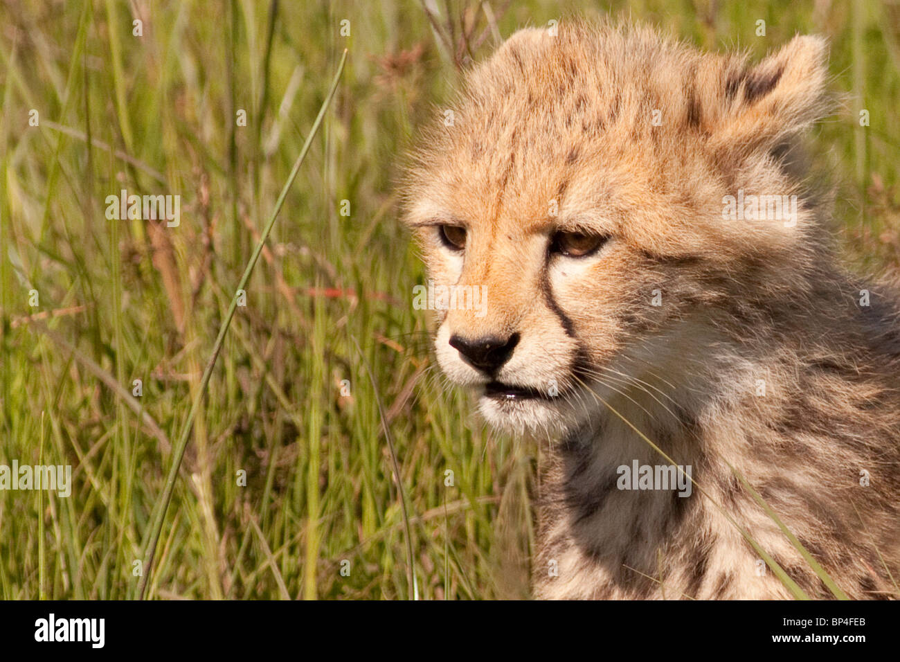 Cheetah cub in the Masai Mara waiting for dinner from mother Stock Photo