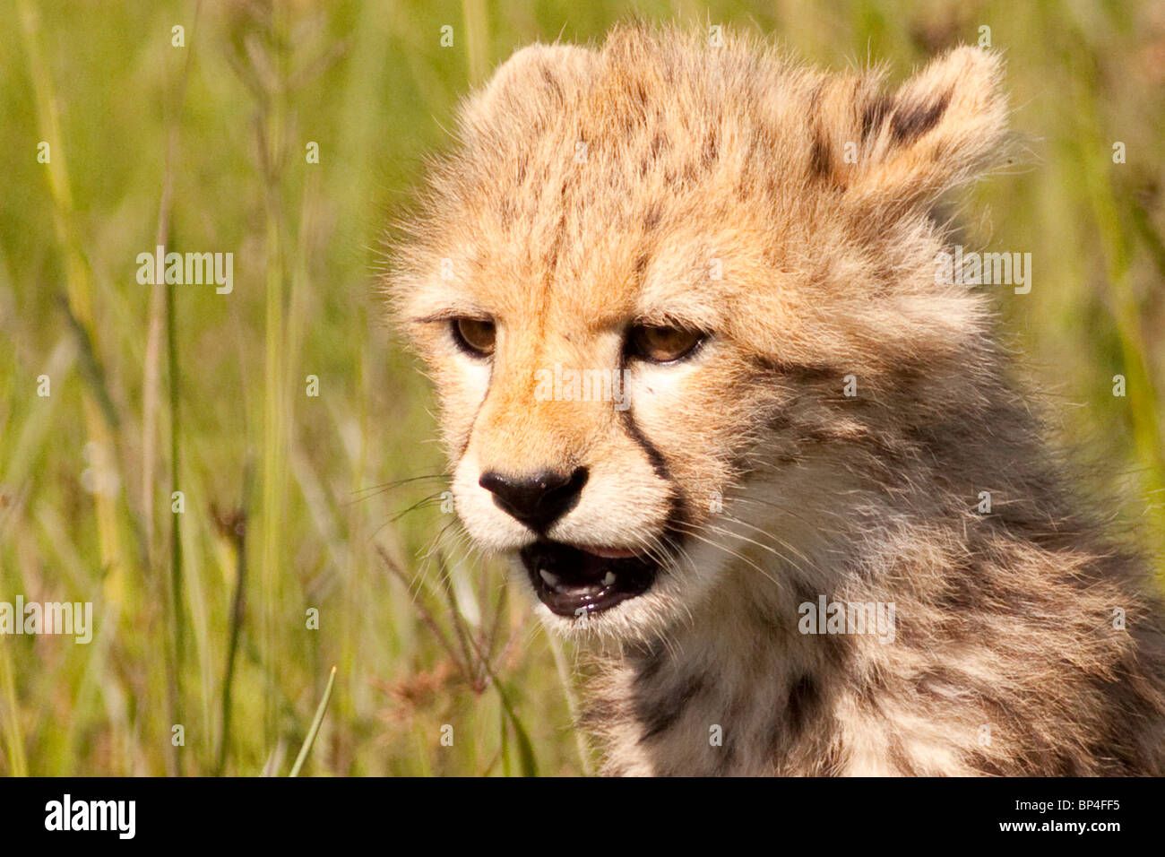 Cheetah cub in the Masai Mara waiting for dinner from mother Stock Photo