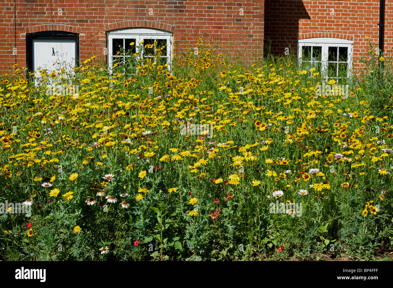 Wildflowers uk garden hi-res stock photography and images - Alamy