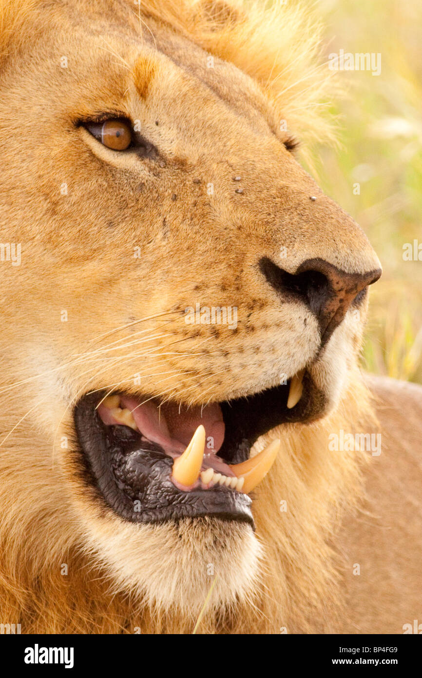 Male lion roaring masai mara hi-res stock photography and images - Alamy