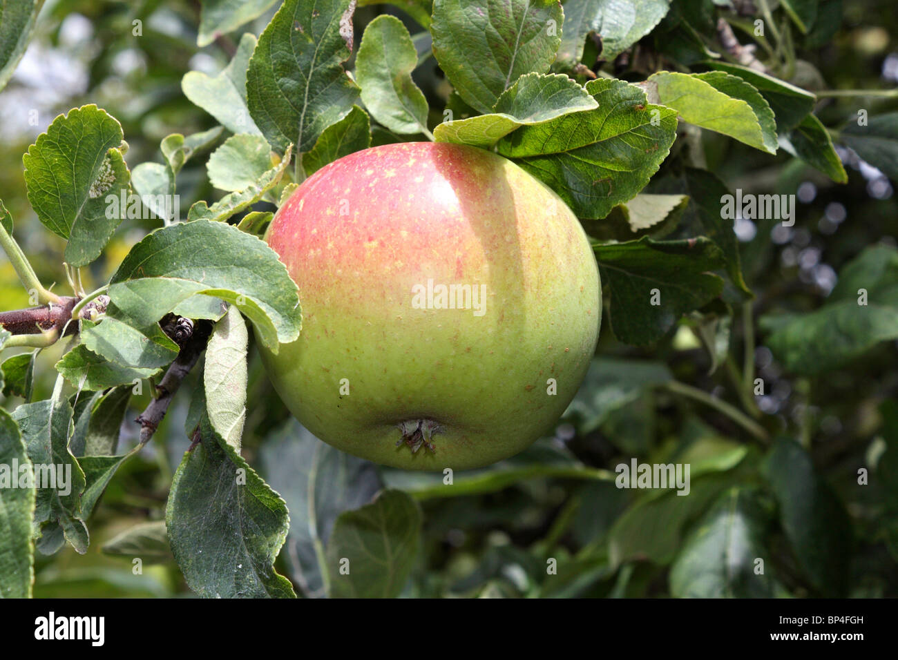Rosy apple growing on a tree, Epsom Surrey England UK Stock Photo Alamy