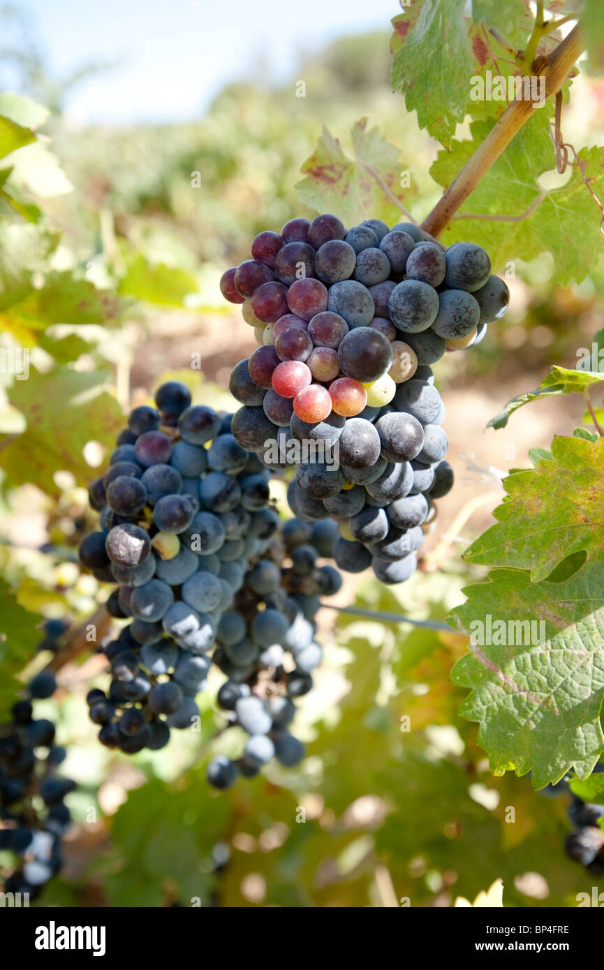 Clusters of bluish-purple Merlot grapes hang on the vine surrounded by green leaves. Stock Photo