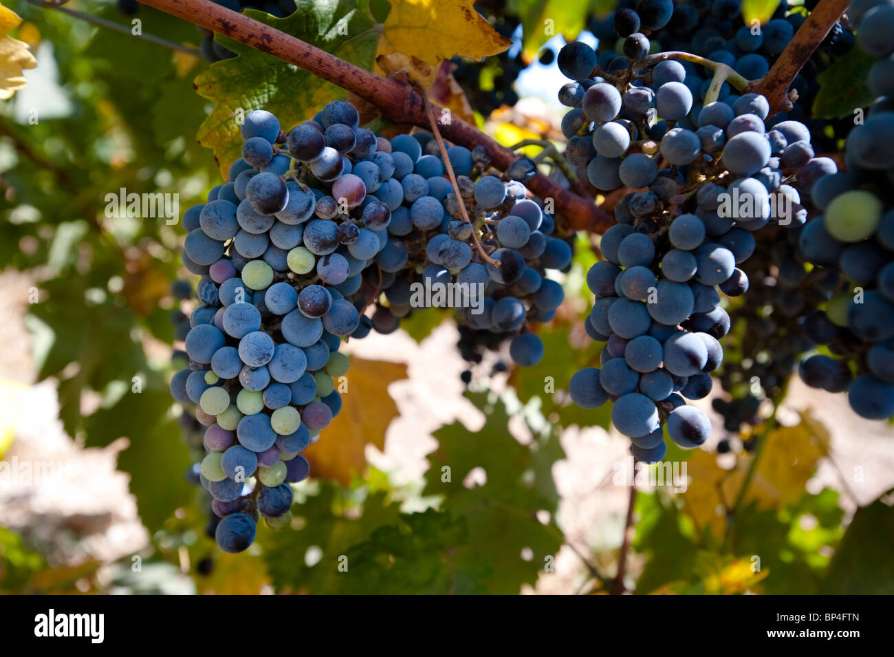 Clusters of bluish-purple Merlot grapes hang on the vine surrounded by green leaves. Stock Photo