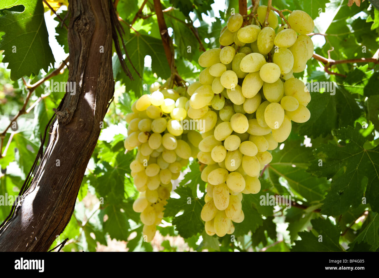 Clusters of white table grapes hang from the vine on a trellis in