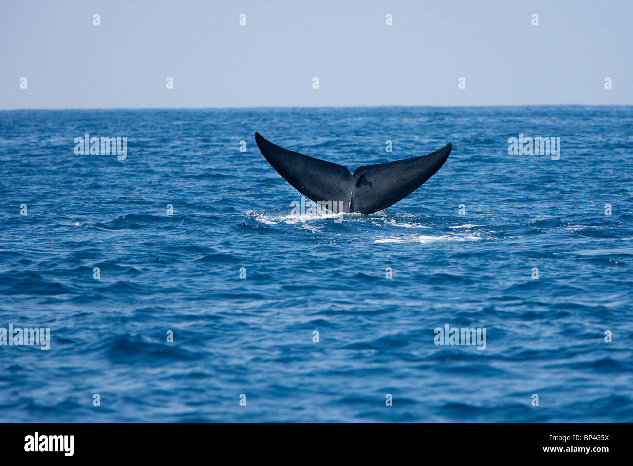 Pygmy Blue Whale, Balaenoptera musculus brevicaudae Blauwal Sri Lanka Dondra Head, fluking with remora attached to tail Stock Photo