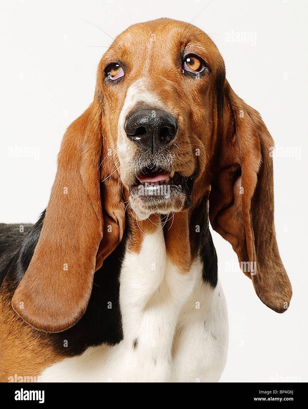 albany basset hound