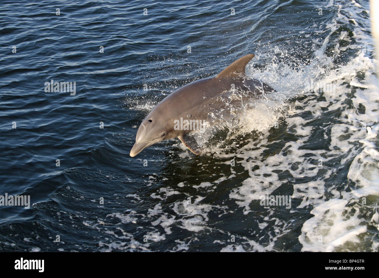 1 dolphin jumping out of the warm waters of the Gulf of Mexico in Pensacola FL Stock Photo