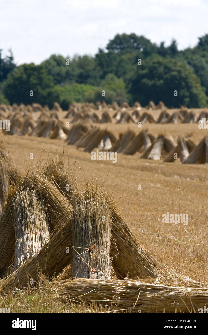 Wheat sheaves hires stock photography and images Alamy