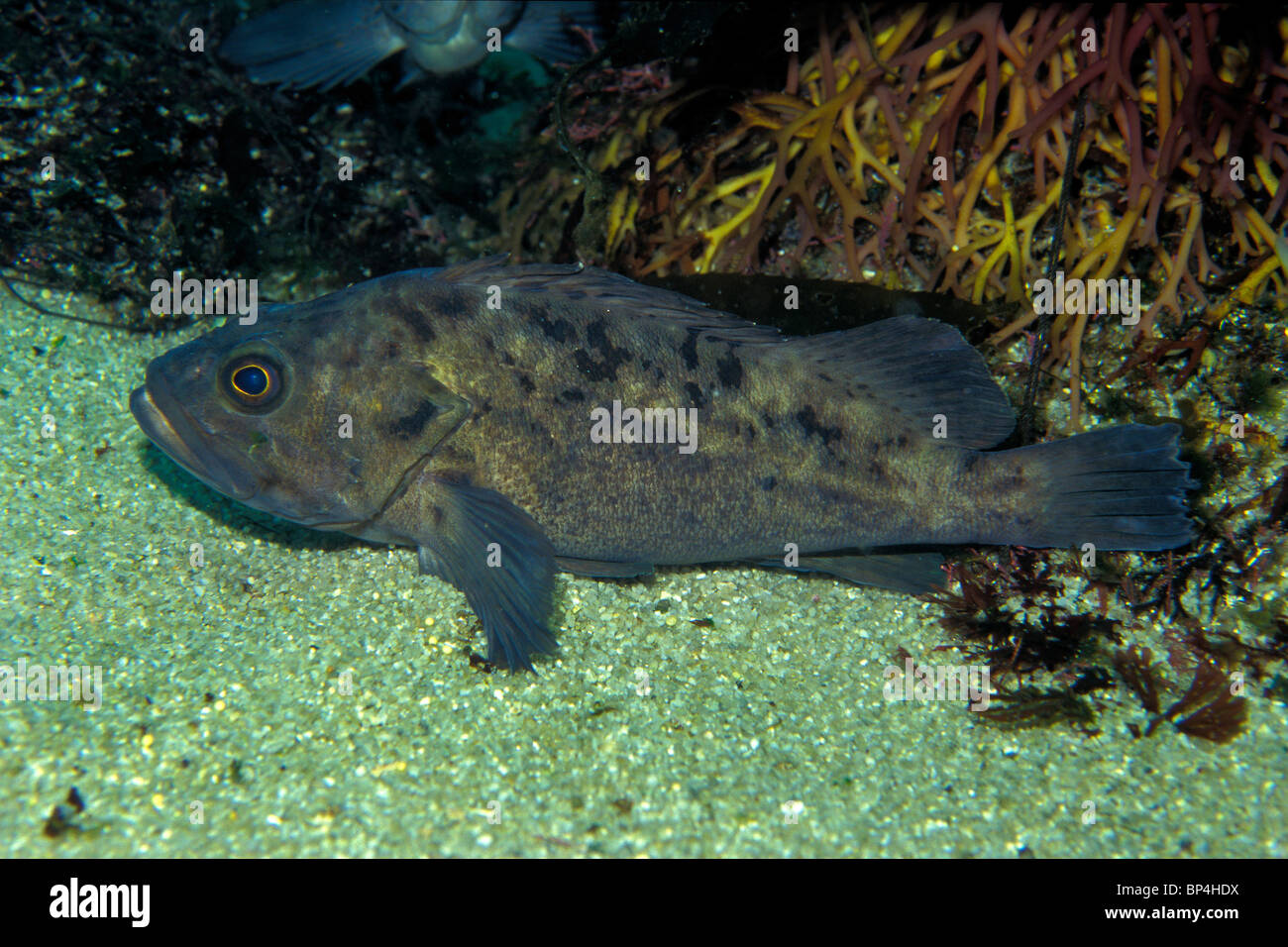 Grass rockfish, Sebastes rastrelliger, California, captive Stock Photo