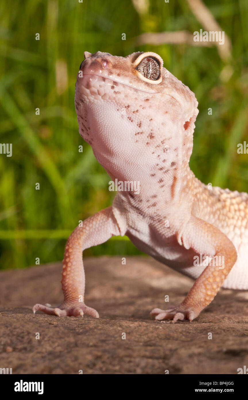 Leopard gecko, Eublepharis macularius, native to deserts of Southern Central Asia Stock Photo