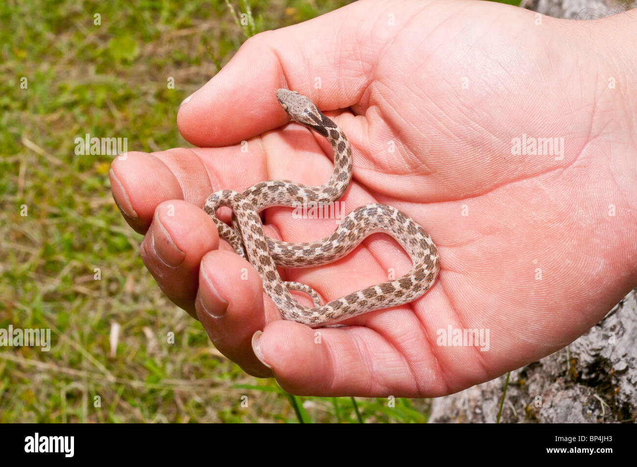 Texas night snake, Hypsiglena torquata jani, in hand, native to southern United States and Mexico Stock Photo