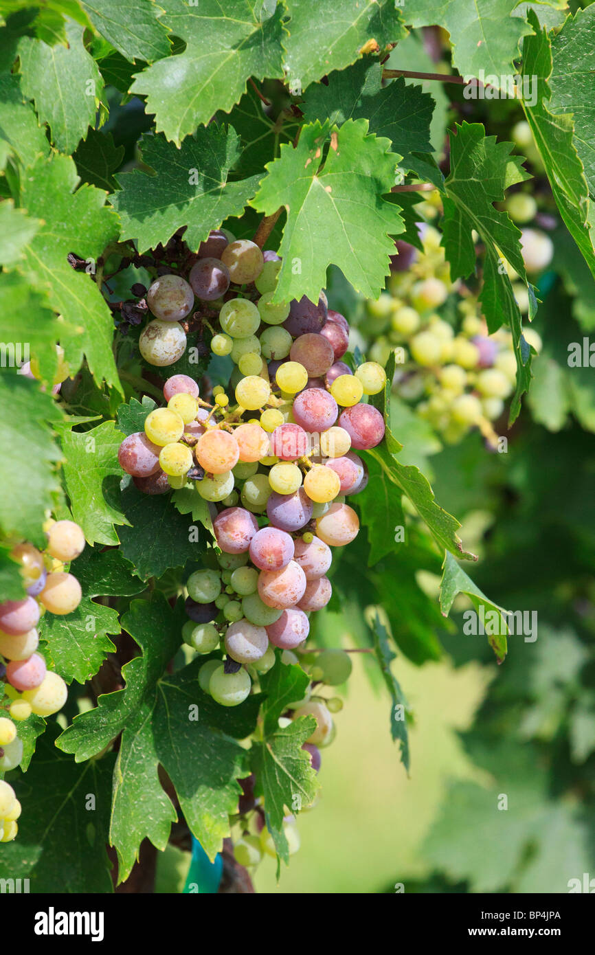 Grapes on vine Stock Photo