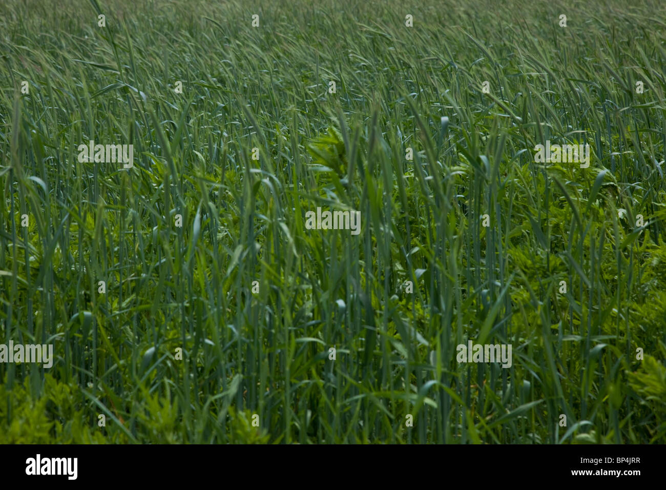 Rye (Secale cereale) is a grass grown extensively as a grain and as a forage crop. It is a member of the wheat tribe (Triticeae) Stock Photo