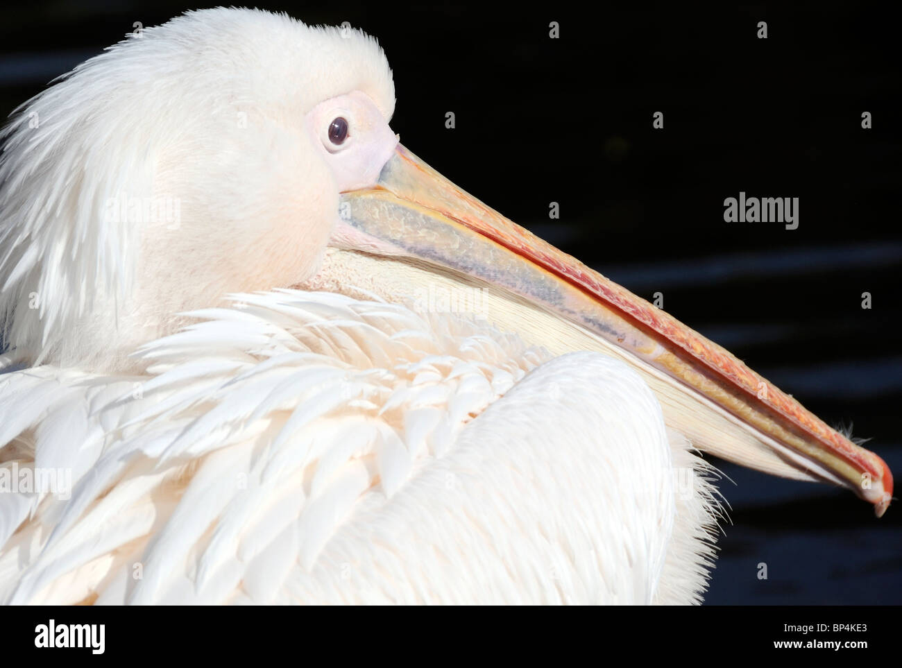 Pelican (Pelican species). (Captive bird) St James Park London Stock Photo