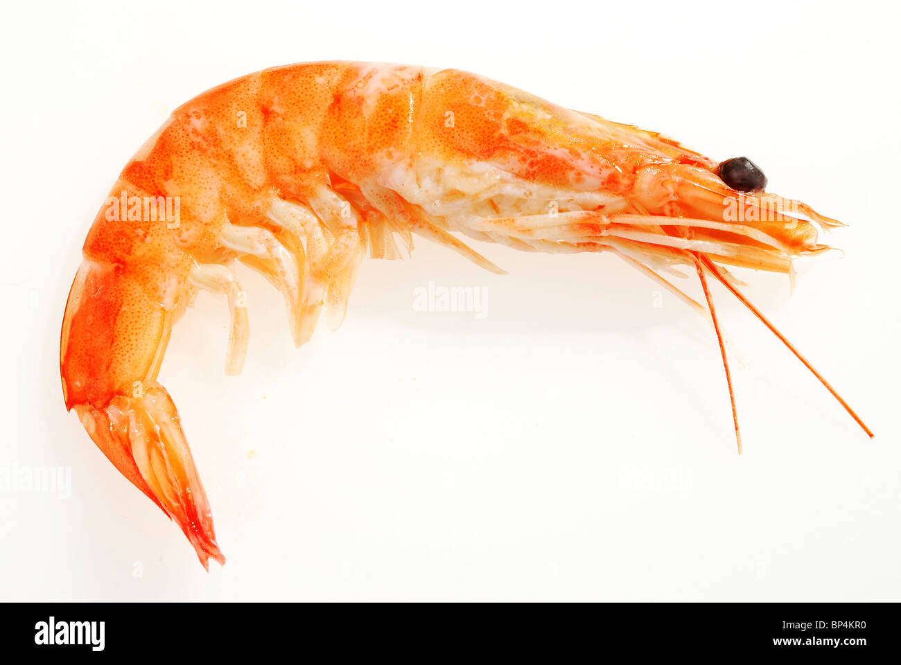 The Red Shrimps single Stock Photo