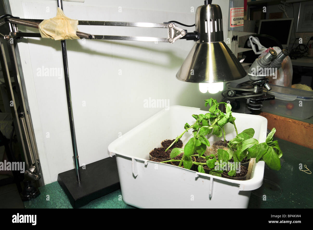 A controlled experiment of Aphid on a Broad Bean (Vicia faba) plant under artificial light Stock Photo