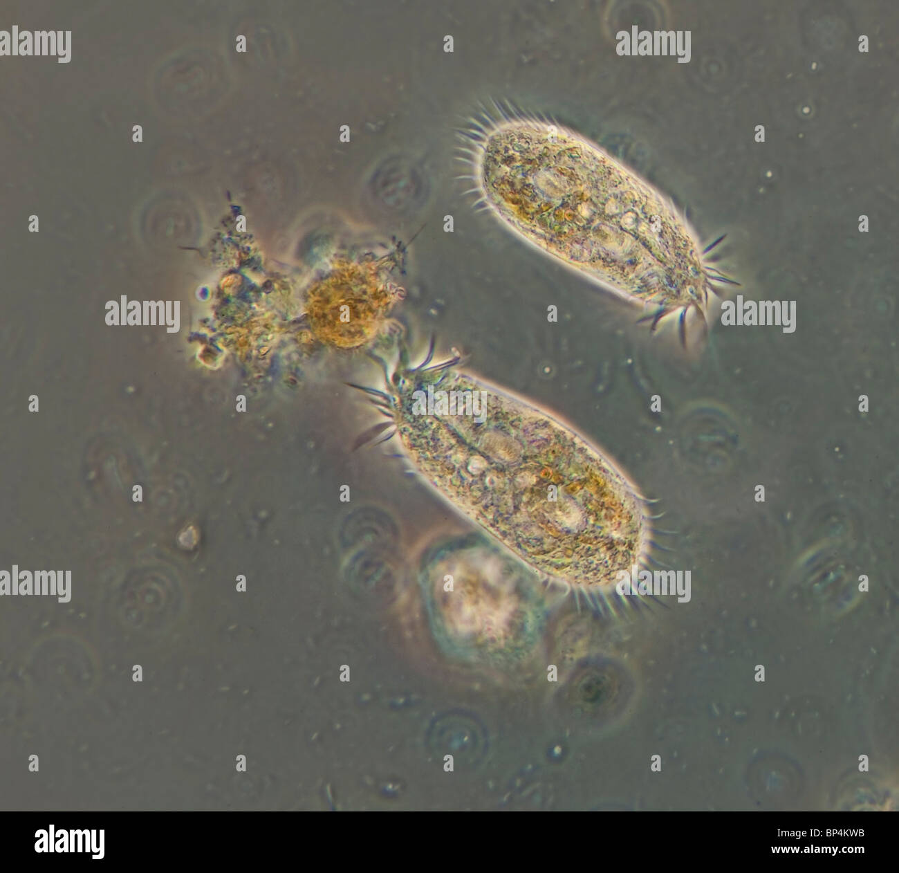 Darkfield / phase contrast photomicrograph of two Hypotrichs, a fast swimming ciliate, in a sample of pond water Stock Photo