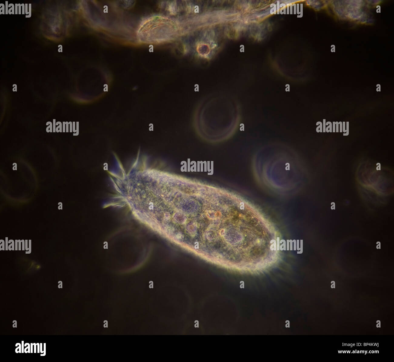 Darkfield / phase contrast photomicrograph of a Hypotrich, a fast swimming ciliate, in a sample of pond water Stock Photo