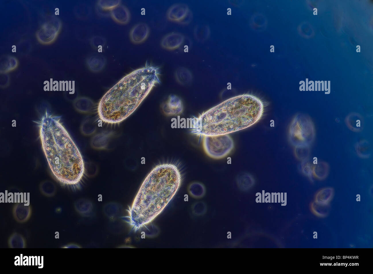 ciliates under microscope