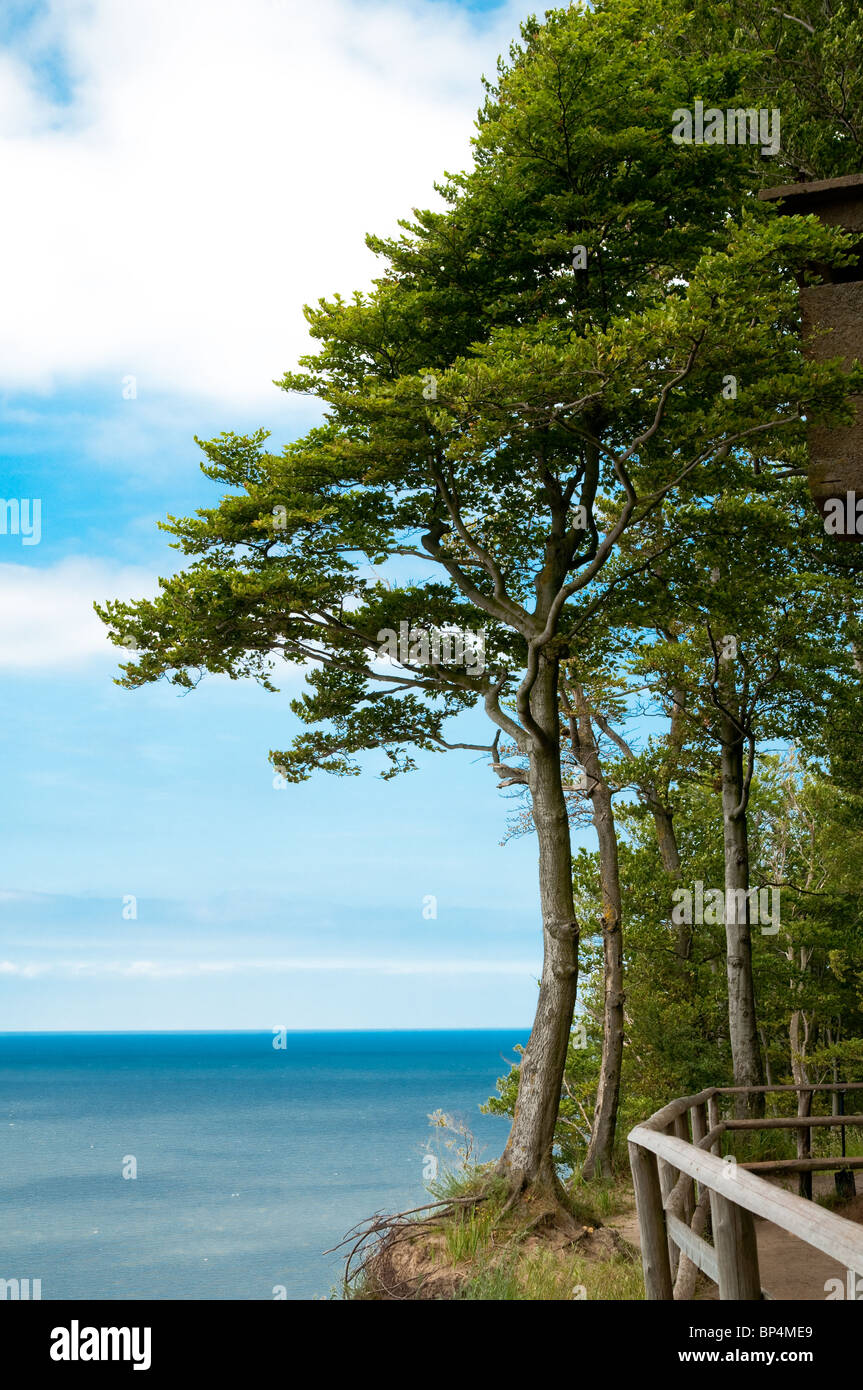 Seashore trees hi-res stock photography and images - Alamy