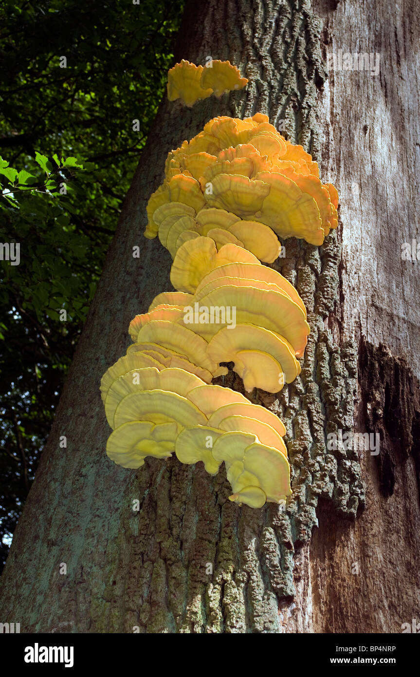 a clump of early fresh bracket fungus growth growing on the bark of an