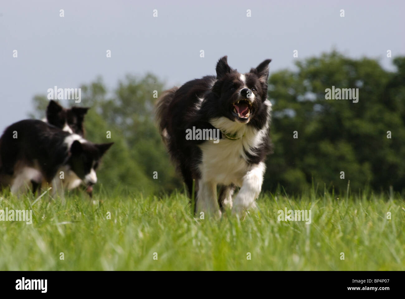 border collie running Stock Photo - Alamy